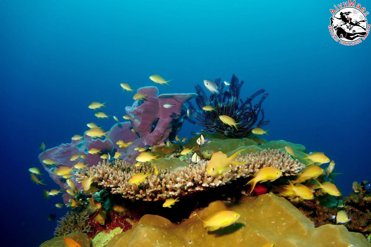 Aivymaes Divers Resort Dauin Εξωτερικό φωτογραφία
